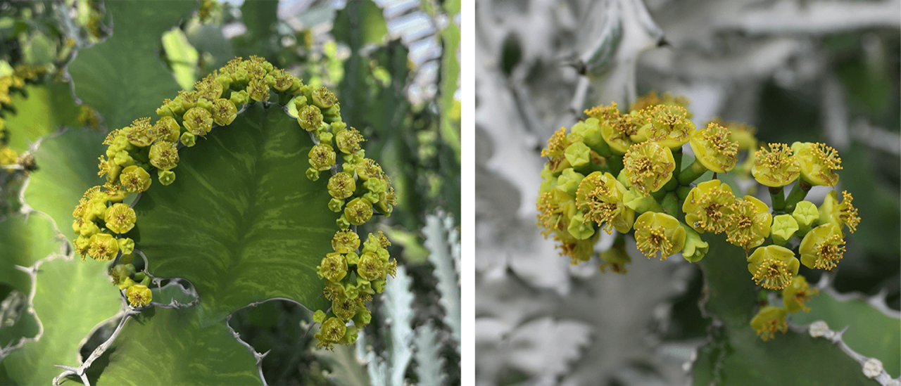 At first glance, the angular stem of the cow’s horn spurge seems to be lined with individual cup-shaped flowers (left) but they are actually flower-heads called cyathia (singular: cyathium)—specialised inflorescences of the genus Euphorbia. 