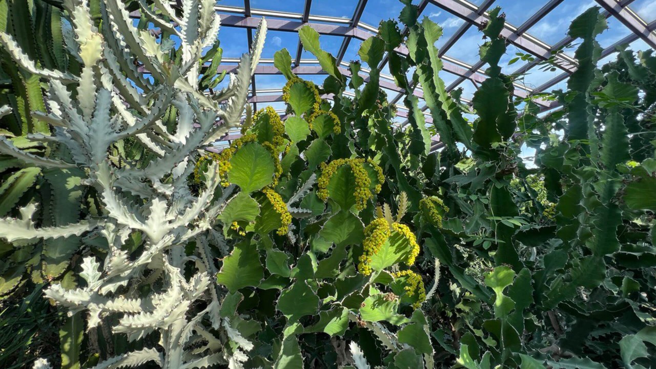 A flowering cow’s horn spurge (middle) between another vegetative specimen (right) and variegated mottled spurge (E. lactea ‘White Ghost’; left)