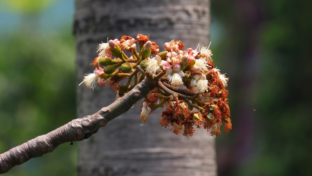 Moths, hummingbirds, and bees pollinate the cuipo’s tiny white flowers in its native South and Central American forests.