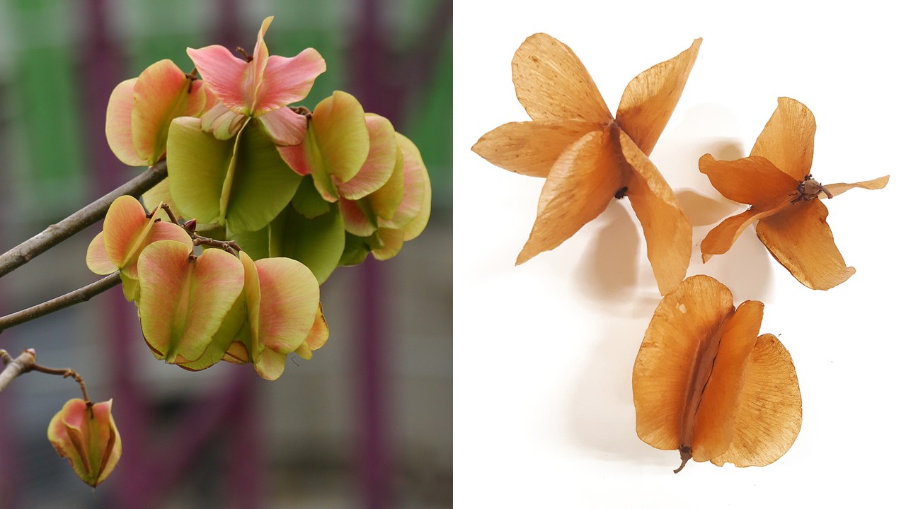 The developing fruits are a pretty pinkish-red and green with five thin wings, ripening to a papery brown. Shaken loose by the wind, the dry fruits tumble and flutter to the ground, where they can also be pushed about by the breeze.