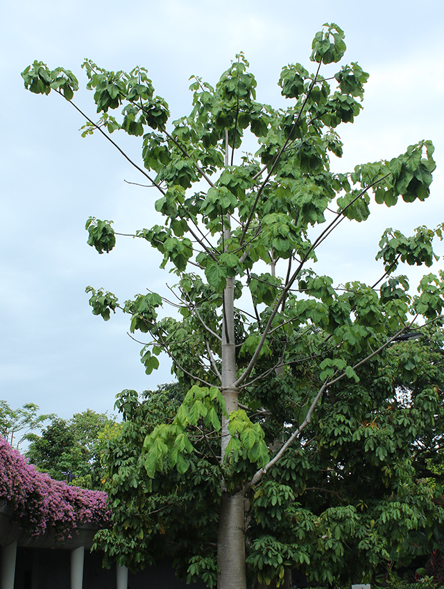 aCuipo branches grow out from the smooth, straight trunk in regular rings or whorls. Slapping the swollen trunk with the palm of your hand produces a hollow watery thump, a bit like a ripe watermelon.