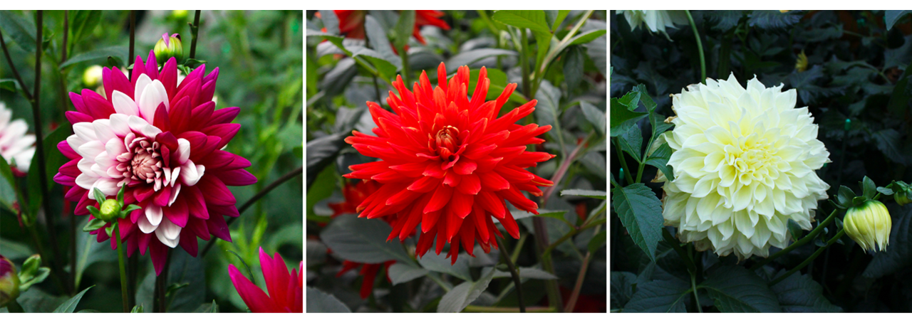 A selection of double-bloom dahlia cultivars — from left to right: ‘Rebecca’s World’, ‘Vulcan’, ‘Kelvin Floodlight’. 