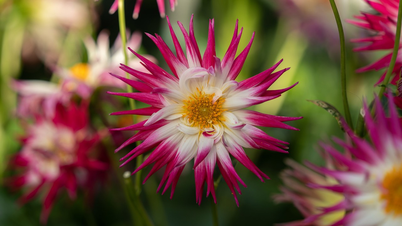 Dahlia ‘Dutch Explosion’ - a representative of the cactus floral form, with sharply pointed tips!  