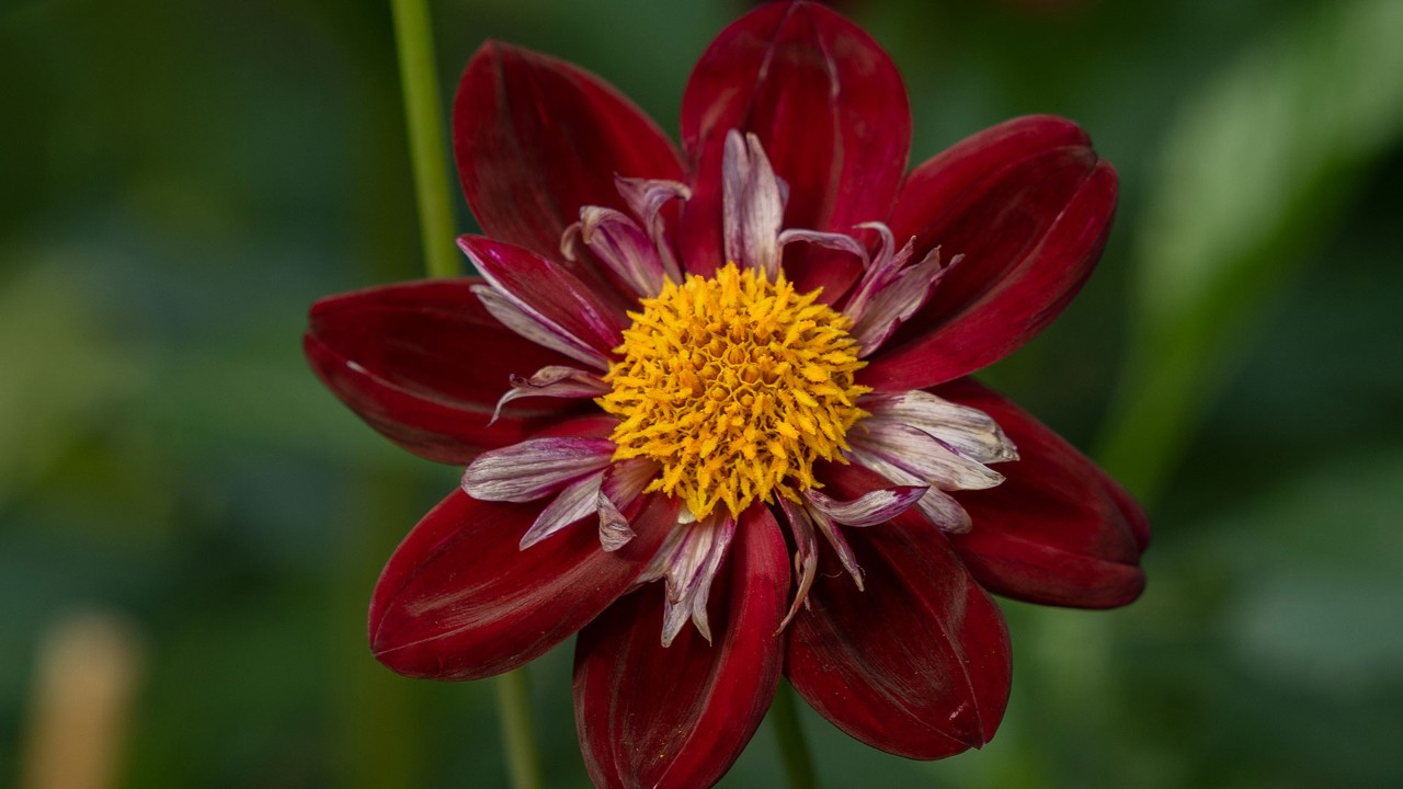 Dahlia ‘Night Butterfly,’ a collerette-form dahlia with a frilly white and red striped collar of small ray florets surrounding the central yellow disc florets. 