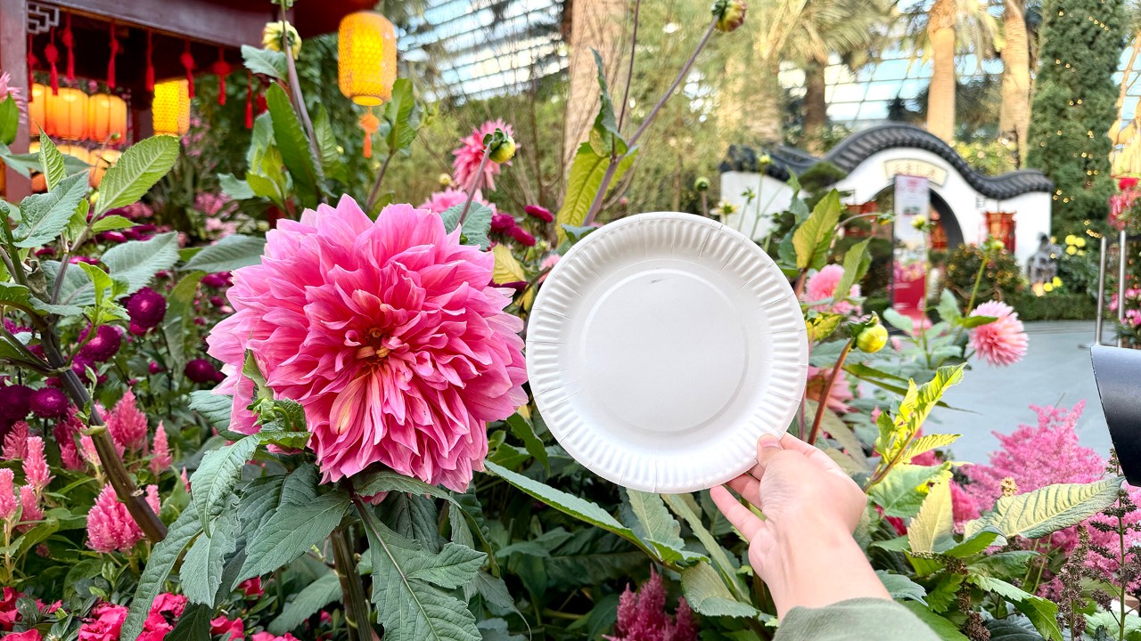 Dahlia Flower Dome Landscape 1