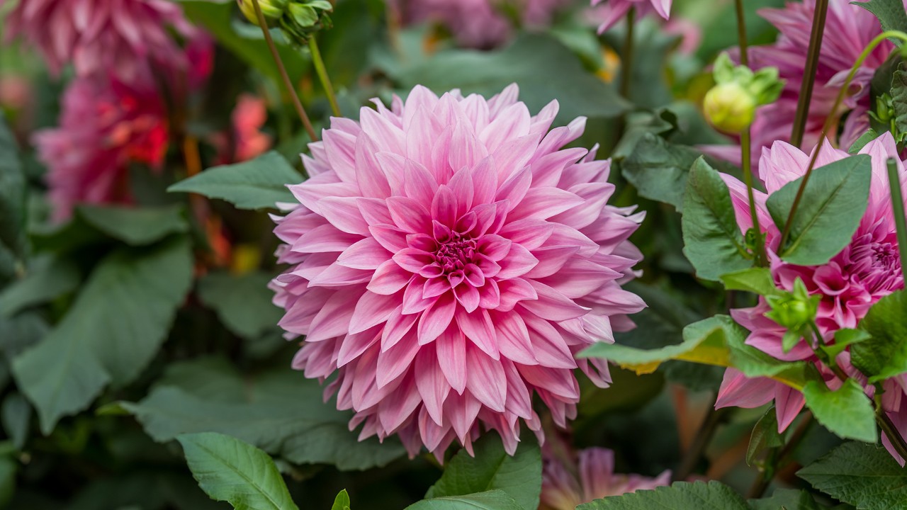 Dahlia Flower Dome Landscape 2