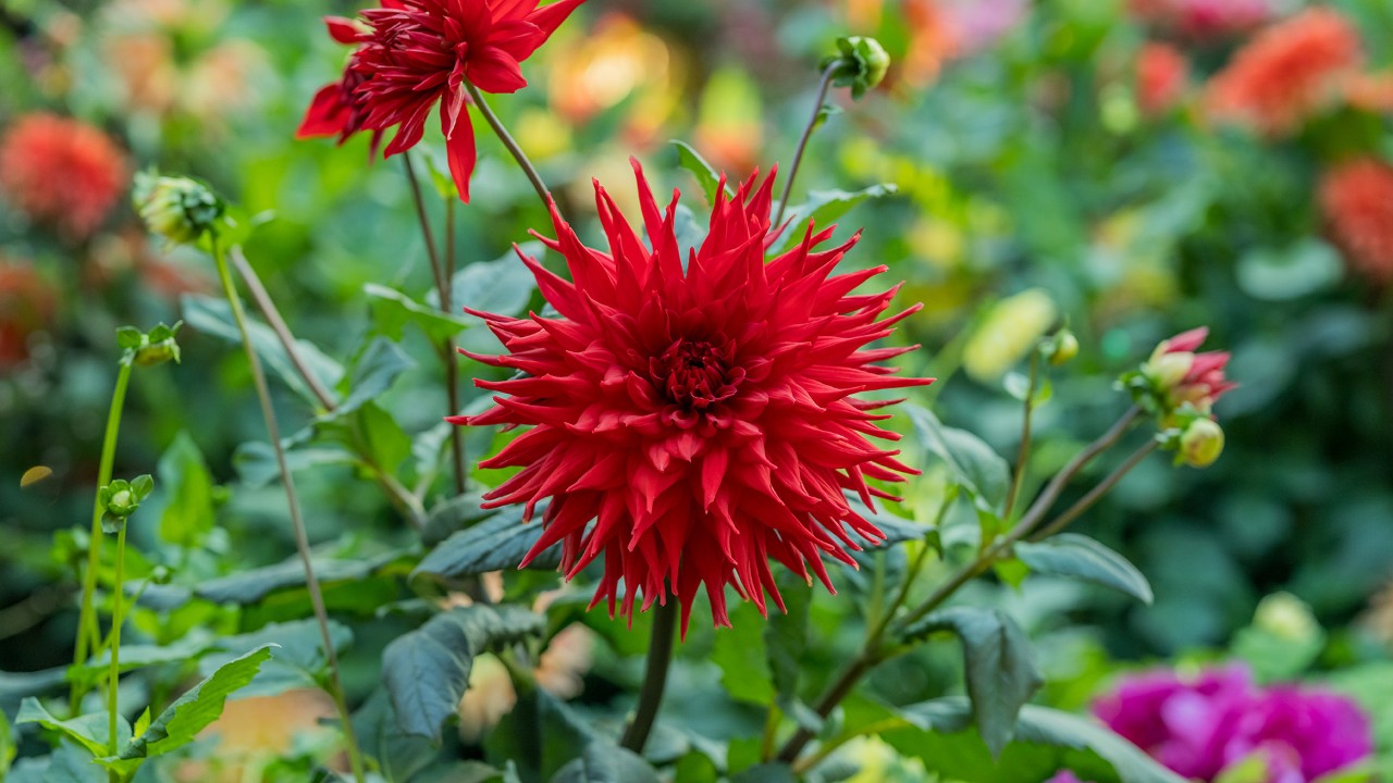 Dahlia ‘Striped Vulcan’ - a representative of the semi-cactus floral form. 