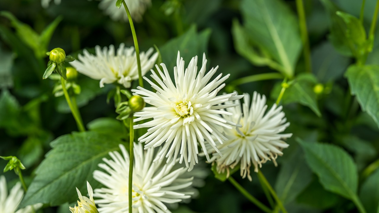 Dahlia ‘Striped Vulcan’ - a representative of the semi-cactus floral form. 