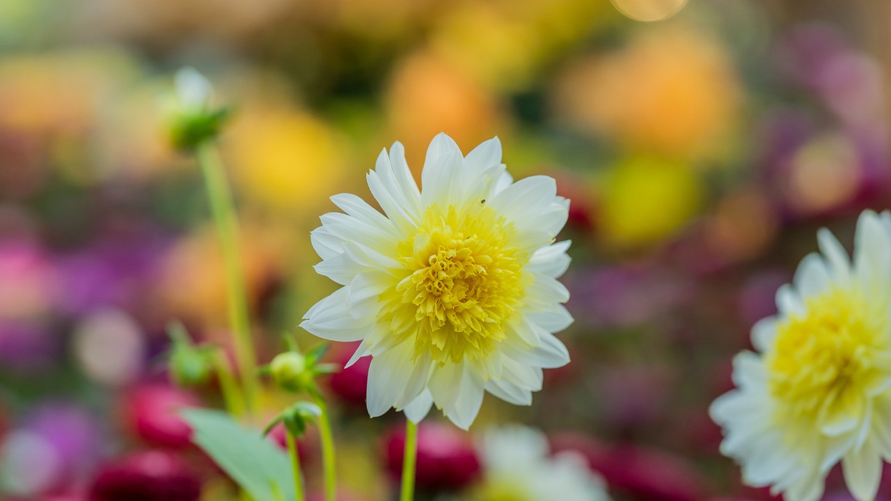 Dahlia ‘Striped Vulcan’ - a representative of the semi-cactus floral form. 