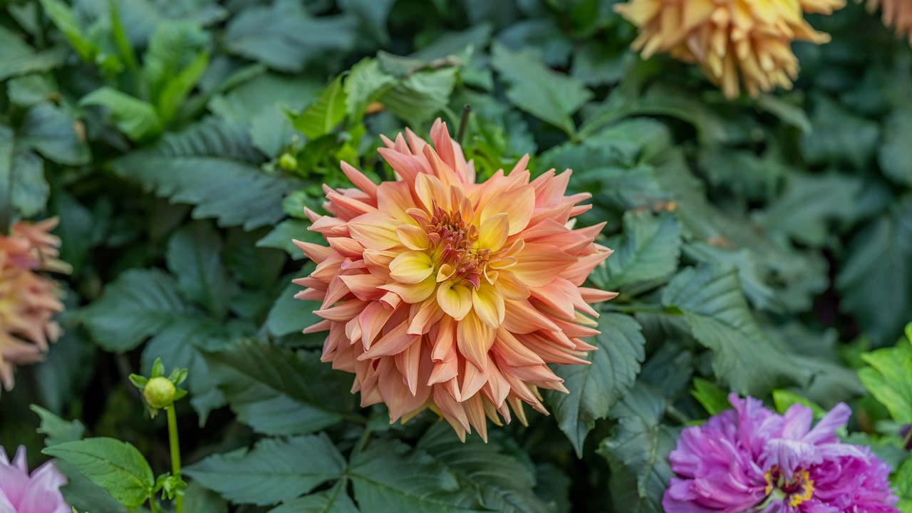 Dahlia Flower Dome Landscape 3