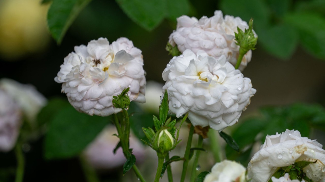 Unlike ornamental roses, damask roses do not come in many colours. Their colours usually range in various shades of white to deep pink.