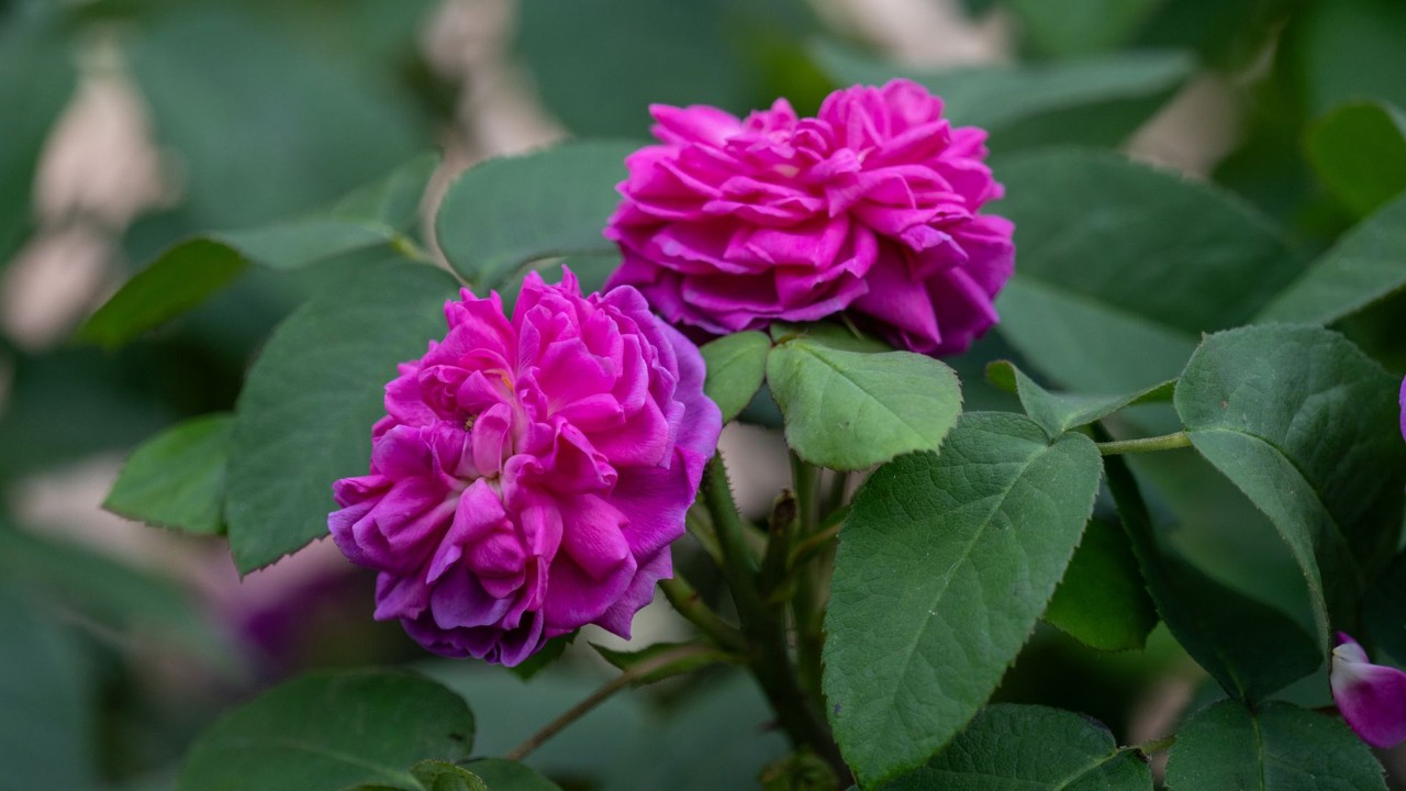 Damask Rose