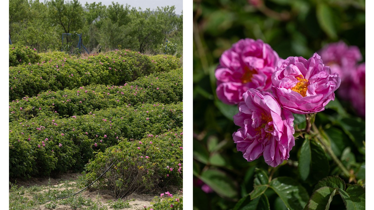 Damask rose fields growing in Isparta, Türkiye