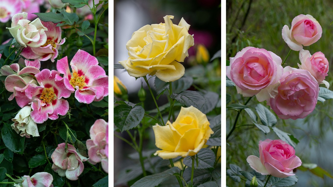 Other roses in bloom in Rose Romance 2024 From left to right: Rosa ‘Sunshine Babylon Eyes’, Rosa ‘Dukat’, Rosa ‘Pierre de Ronsard’.
