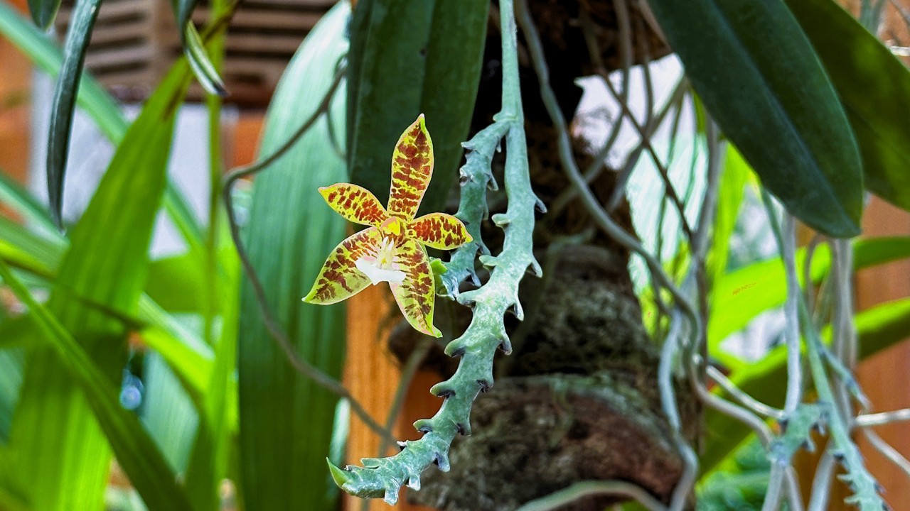 Small-sized bloom (2-5cm across) of the deer-antlered phalaenopsis