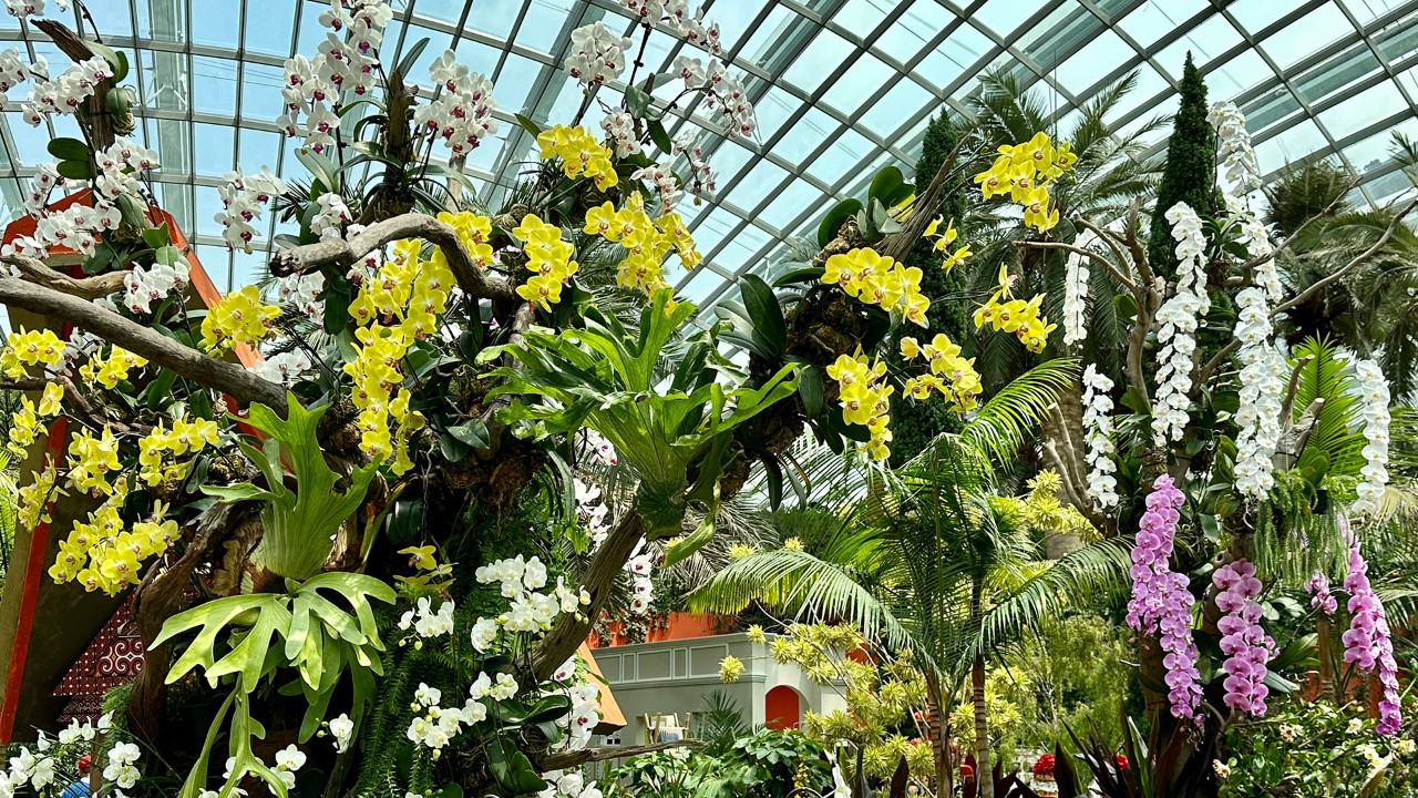 Striking, large blooms of the standard moth orchids mounted on branches in yellow, pink and white.
