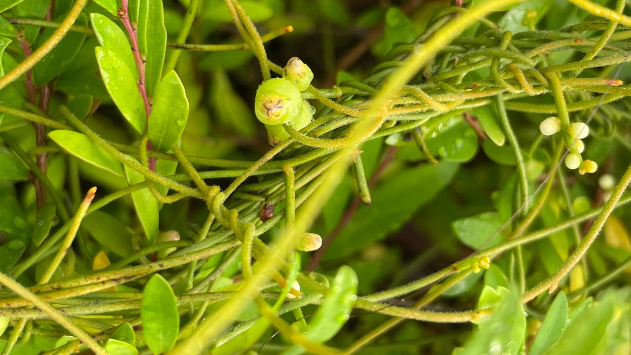 Dodder laurel fruits are small, round single-seeded berries maturing from green to white.    