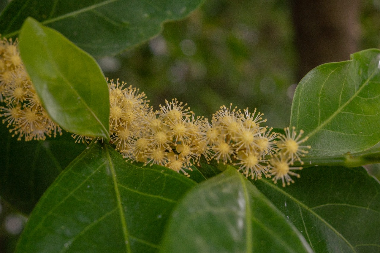 Inflorescence of the false lime