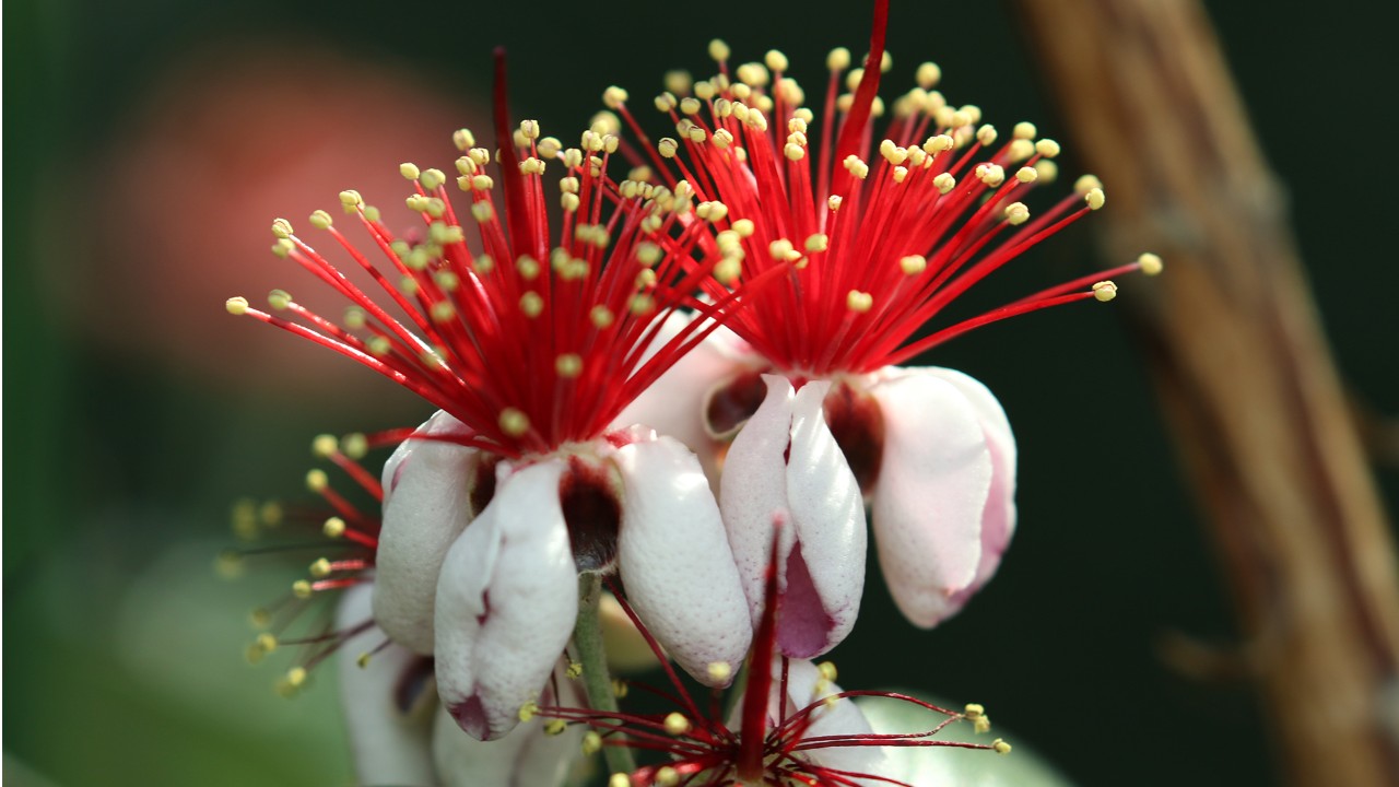 A close-up of the flowers of Feijoa sellowiana.