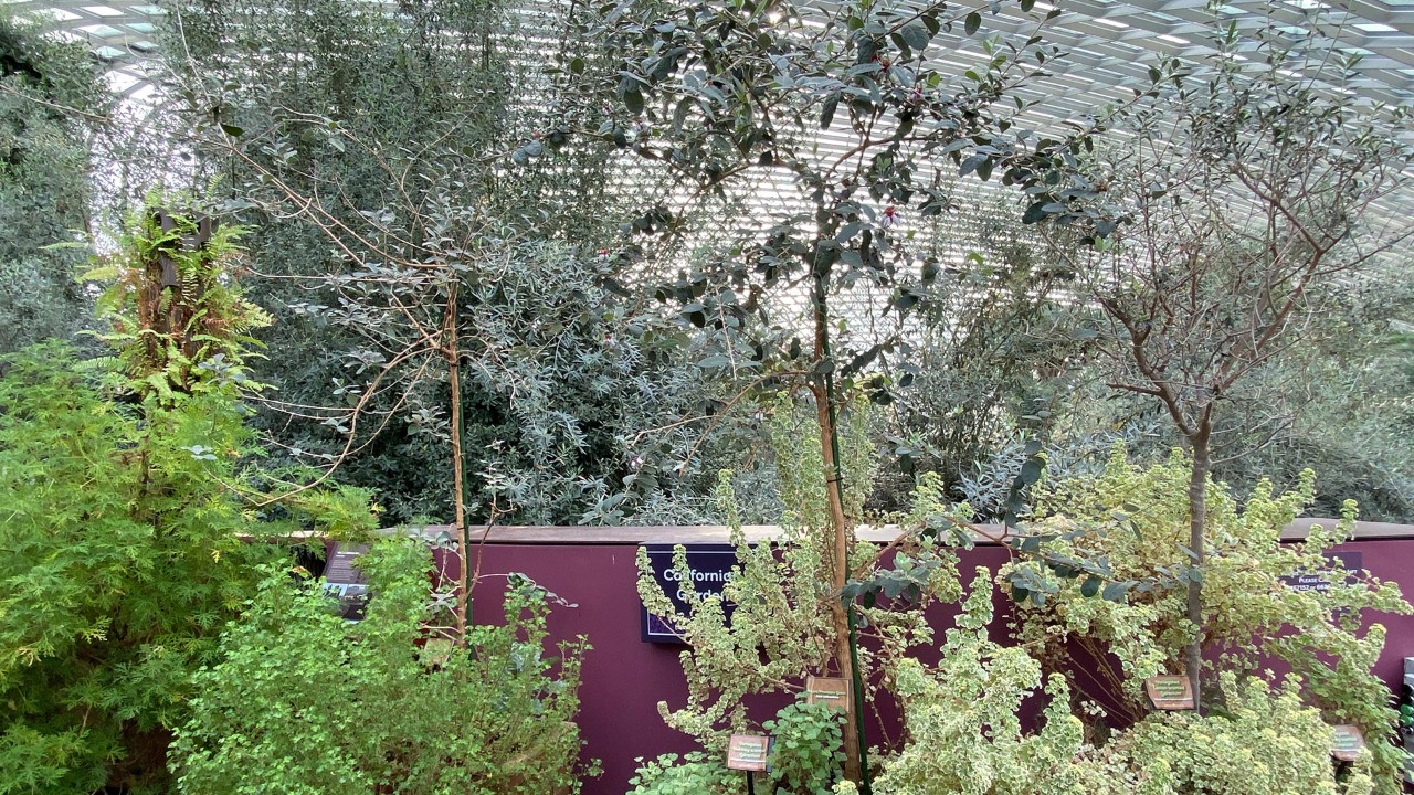 A shrub or small tree of Feijoa sellowiana (center, staked) in the Flower Dome’s California Garden.