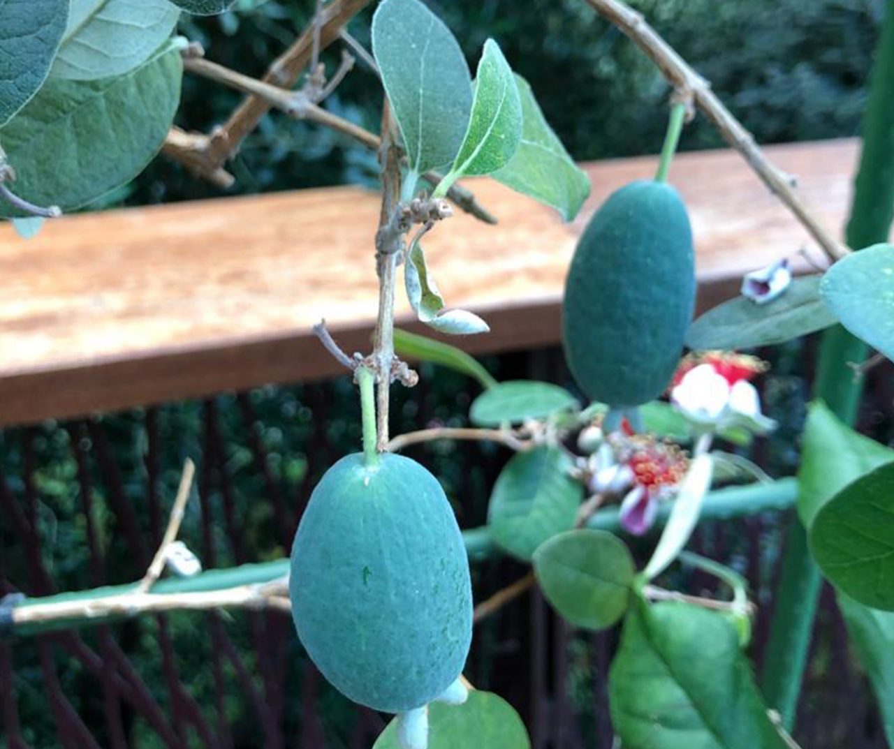 Fruit of Feijoa sellowiana produced in the Flower Dome’s California Garden.