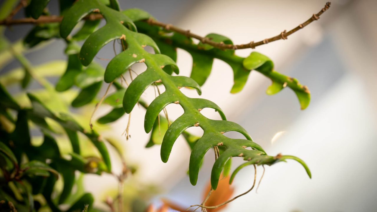 The unique, flat, deeply lobed, leaf-like stems of this cactus are thick and leathery in texture. This feature gave rise to its common name ‘Fishbone Cactus’ as the pattern of the stems along a central axis resembles a fish spine.