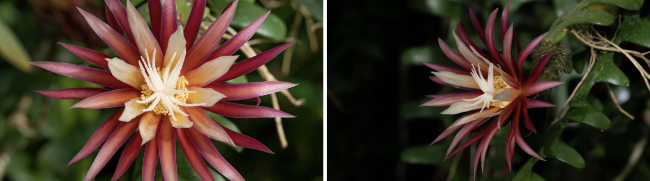 A nocturnal-flowering plant, their flowers open at dusk (around 7-8pm in Singapore), releasing a pleasing fragrance to attract nocturnal pollinators.
