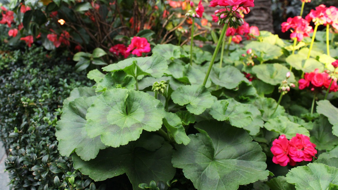  Pelargonium ‘Survivor® Red’ with distinct, dark horseshoe-like markings on the leaves. The patterns of the leaves are inherited from Pelargonium zonale, one of the primary parent species of all zonal geraniums. 