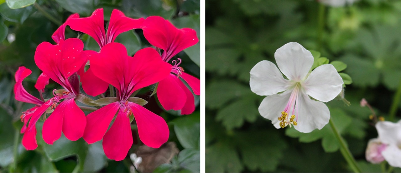 Compare the clustered, bilaterally-symmetrical flowers of the garden geranium (Pelargonium spp. and cultivars) [L] to the single, radially-symmetrical flower of the true geranium (Geranium spp. And cultivars) [R].