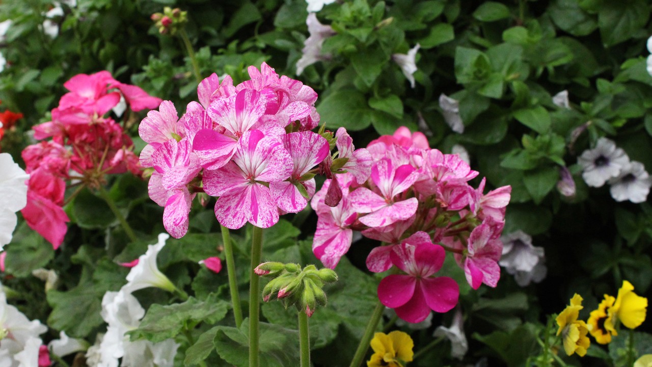 One of the more fancily-patterned flowers belongs to Pelargonium ‘Survivor® Pink Batik’, with colours and streaks that vaguely remind me of the old-school strawberry ripple ice cream.