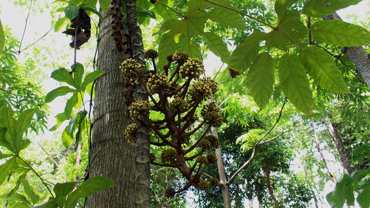 The downward-growing inflorescence is borne directly on the spiny trunk, with more developing inflorescences emerging near the leaf crown.