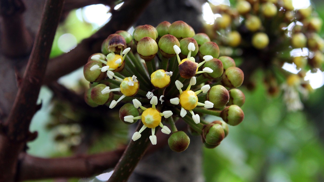 Scarlet dehiscent fruits (capsule) and seeds of B. orellana.