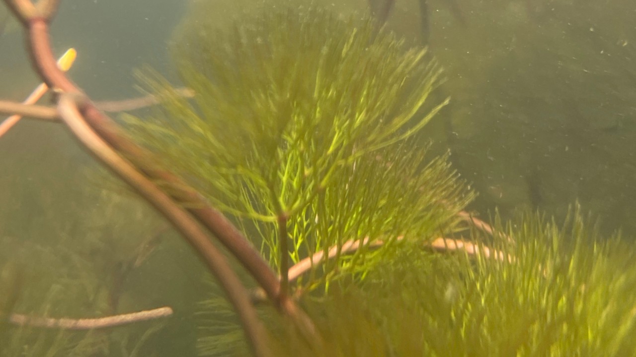 You might be more familiar with this fully submerged view of the feathery, underwater leaves of the giant cabomba through the glass of your home aquarium.