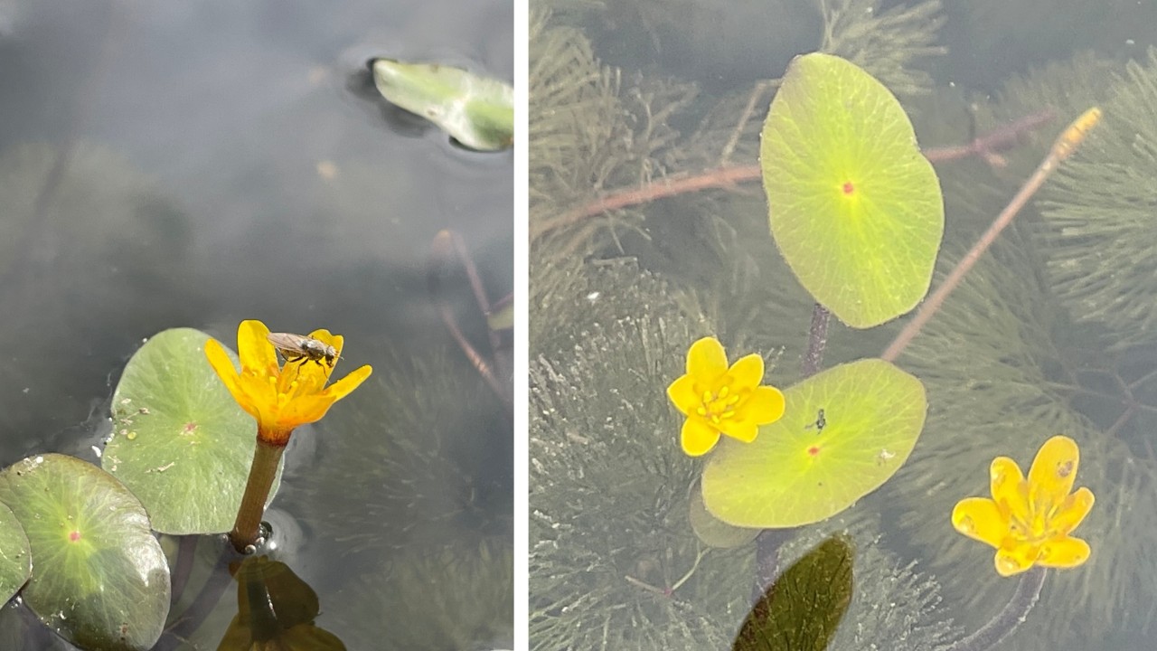 Most of the time, the floating leaves help bear the flowers above the surface so its pollinators can visit them (left), but sometimes, likely due to a sudden rise in pond water depth due to heavy rainfall, the flowers may be submerged and open underwater(right).