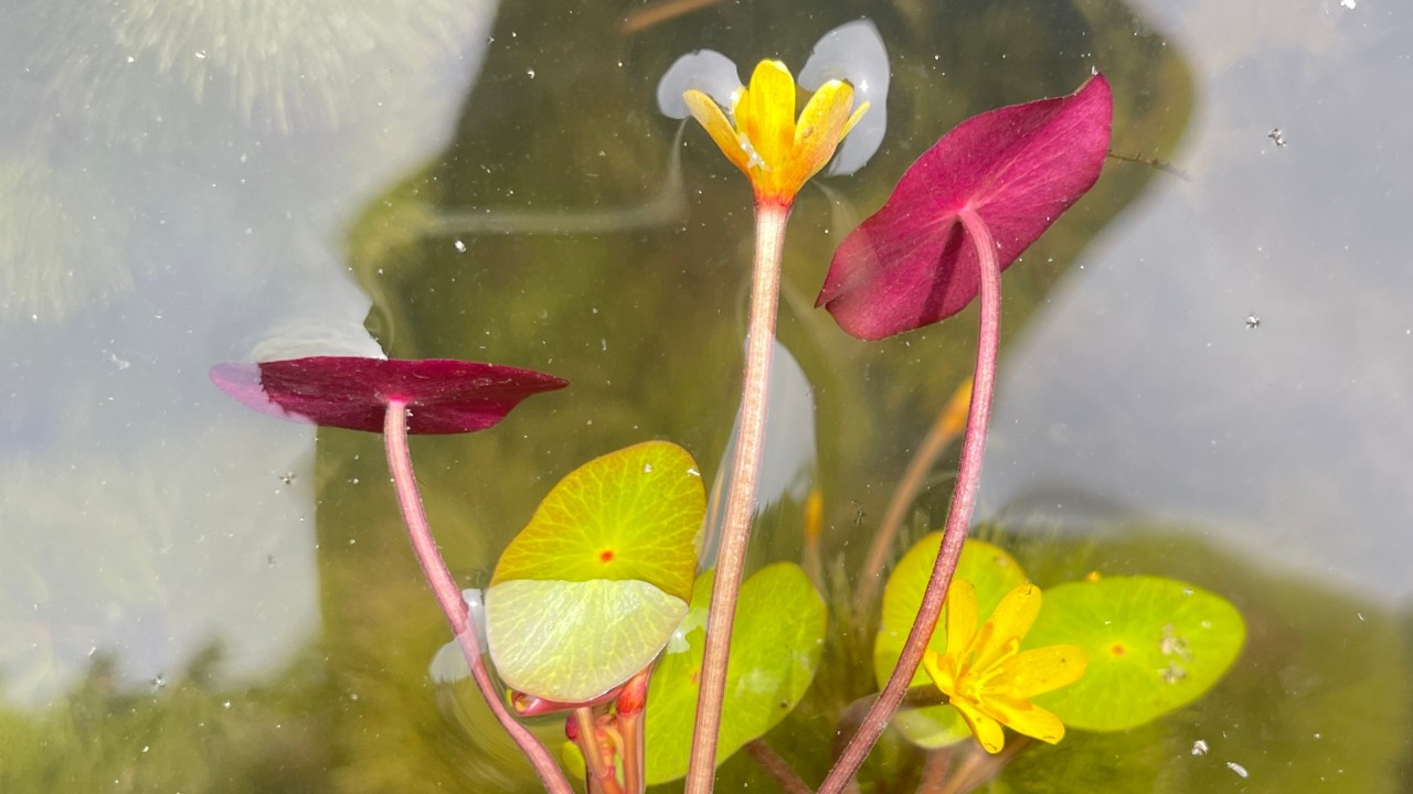 Both the stems and undersides of the floating leaves are shades of red or pink.