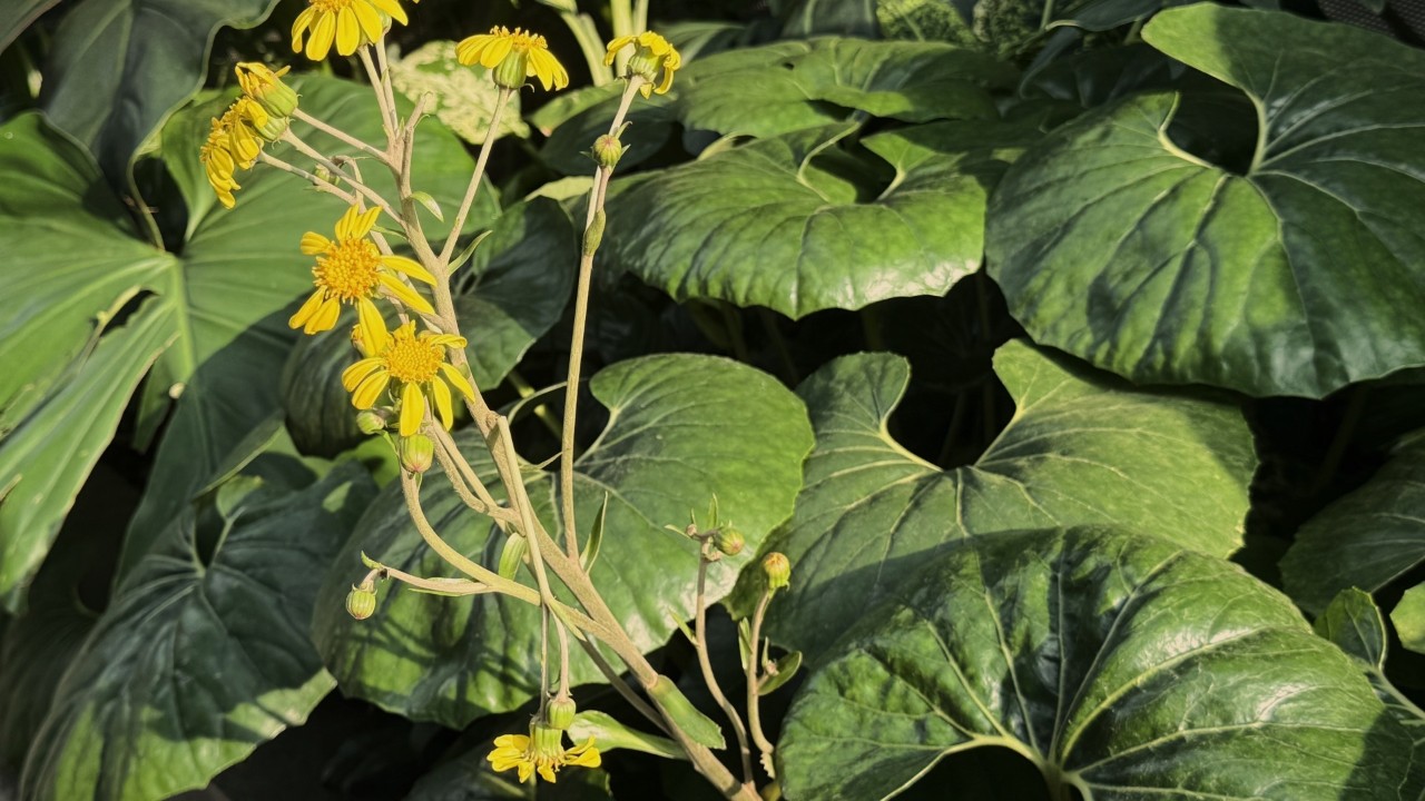 Giant Tractor Seat Plant
