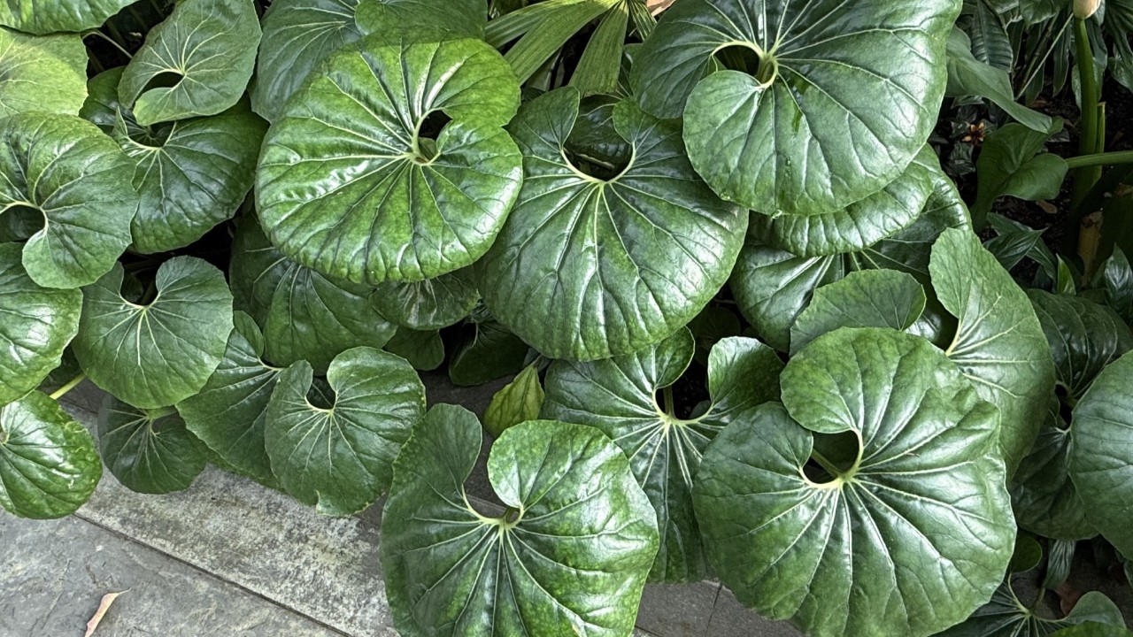 Farfugium