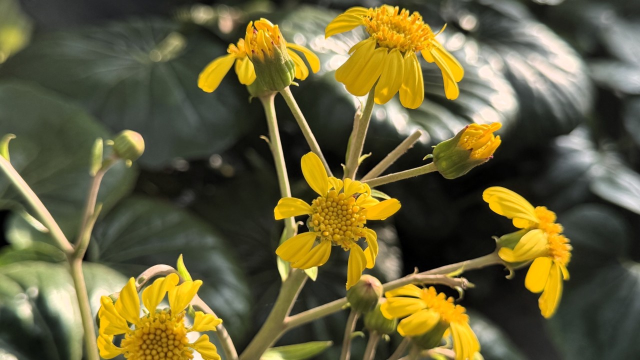 farfugium