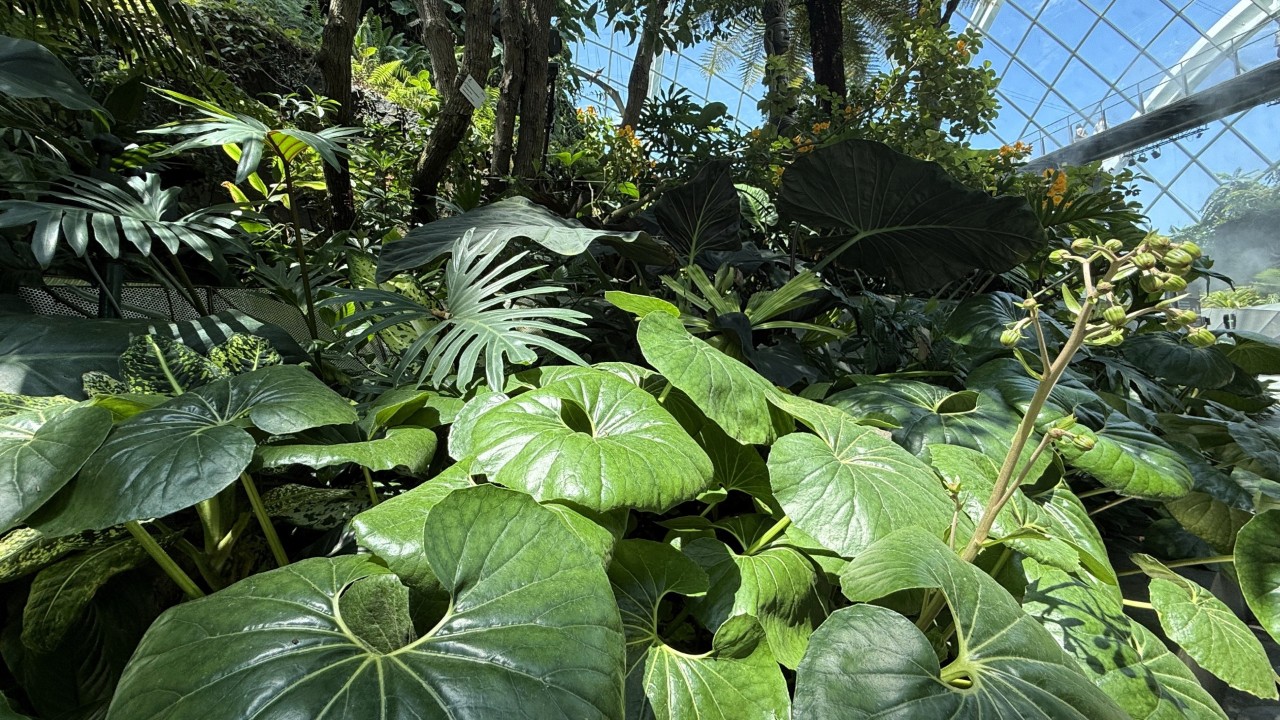 Farfugium