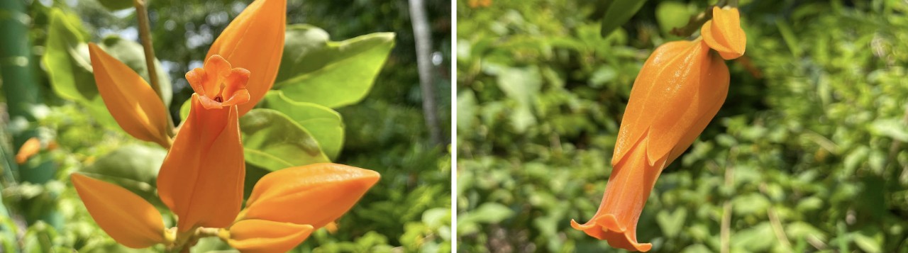 (Left) Brilliantly coloured inflorescence of Juanulloa mexicana. (Right) Side view of the long, tubular flower emerging from the bract.