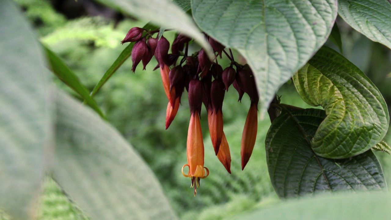  An inflorescence of the golden fuchsia, hidden beneath its deeply-veined leaves.