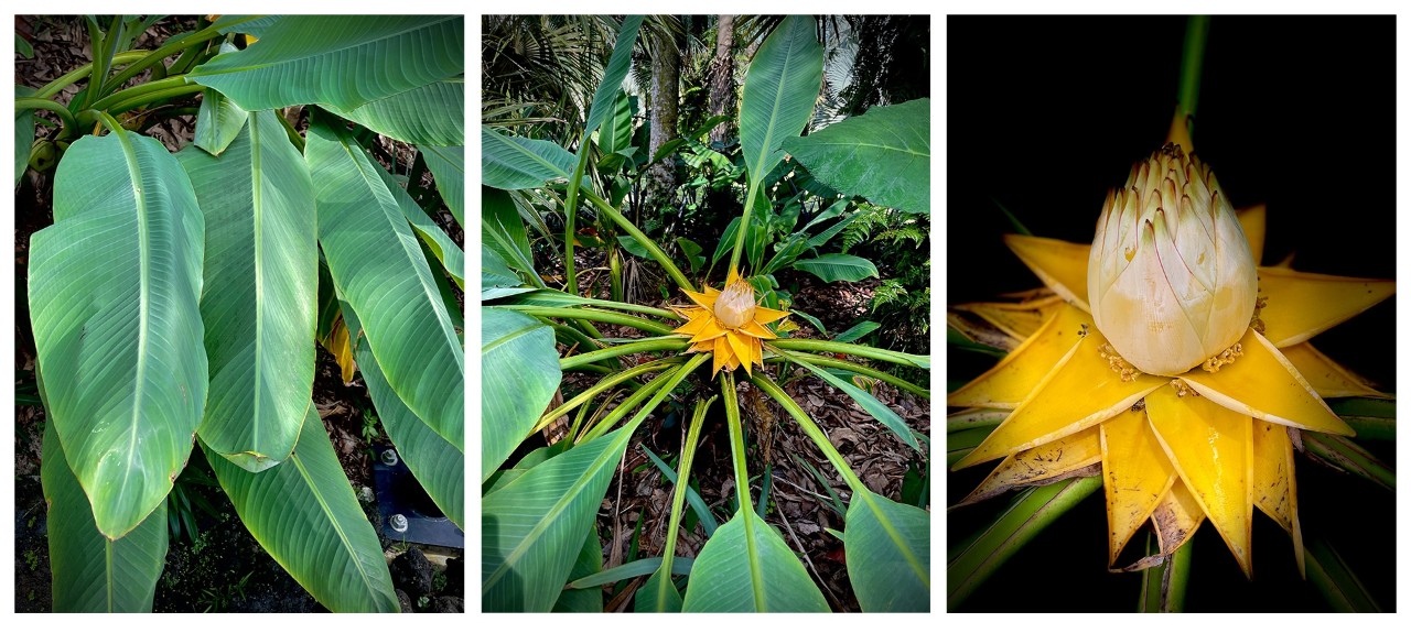 The leaves (left) and inflorescence (center and right) of the golden lotus banana. Note the tiny tubular flowers at the base of each of the triangular yellow bracts (right). 