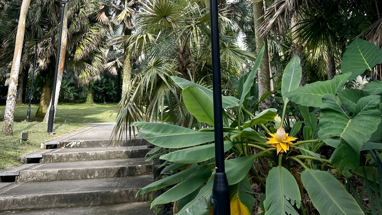 Golden lotus banana plant in bloom at Silver Garden.