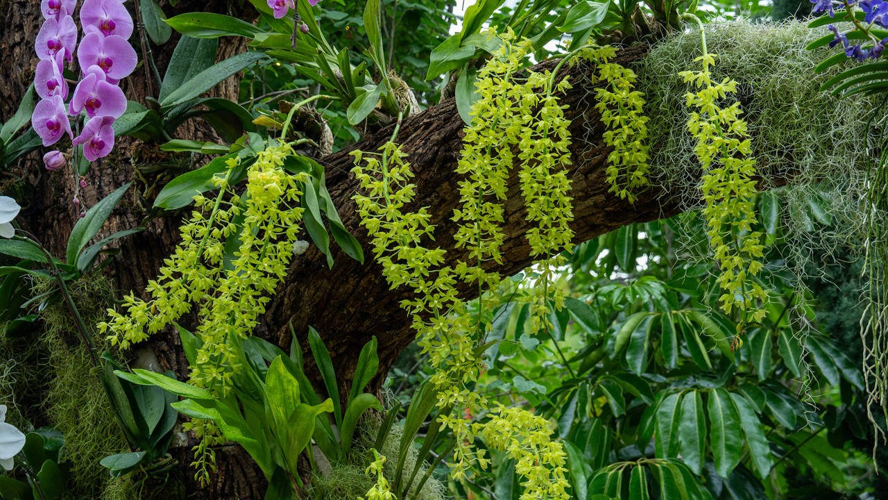 As an epiphyte - a plant that grows on the surface of other plants, Grammatophyllum multiflorum var. multiflorum naturally sprouts from windblown seed that finds a soft landing on moist tree trunks and branches. Here in our display, you can see it mounted on driftwood, replicating its natural habitat in tropical forests.