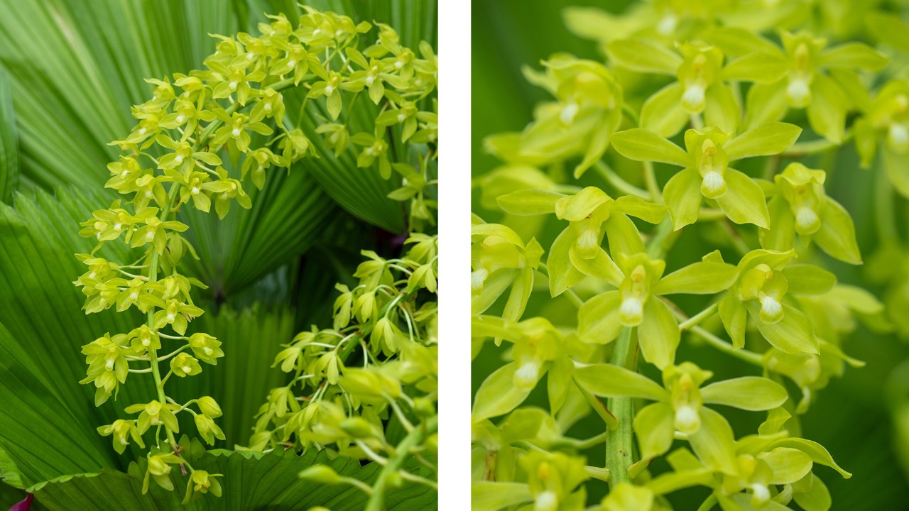 A single mature inflorescence may exceed 1.5 metres in length and support over 100 flowers, each measuring approximately 5 cm across. The sequential opening of the blooms ensures an extended display of flowers.