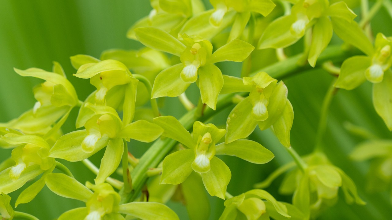 Grammatophyllum multiflorum var. multiflorum