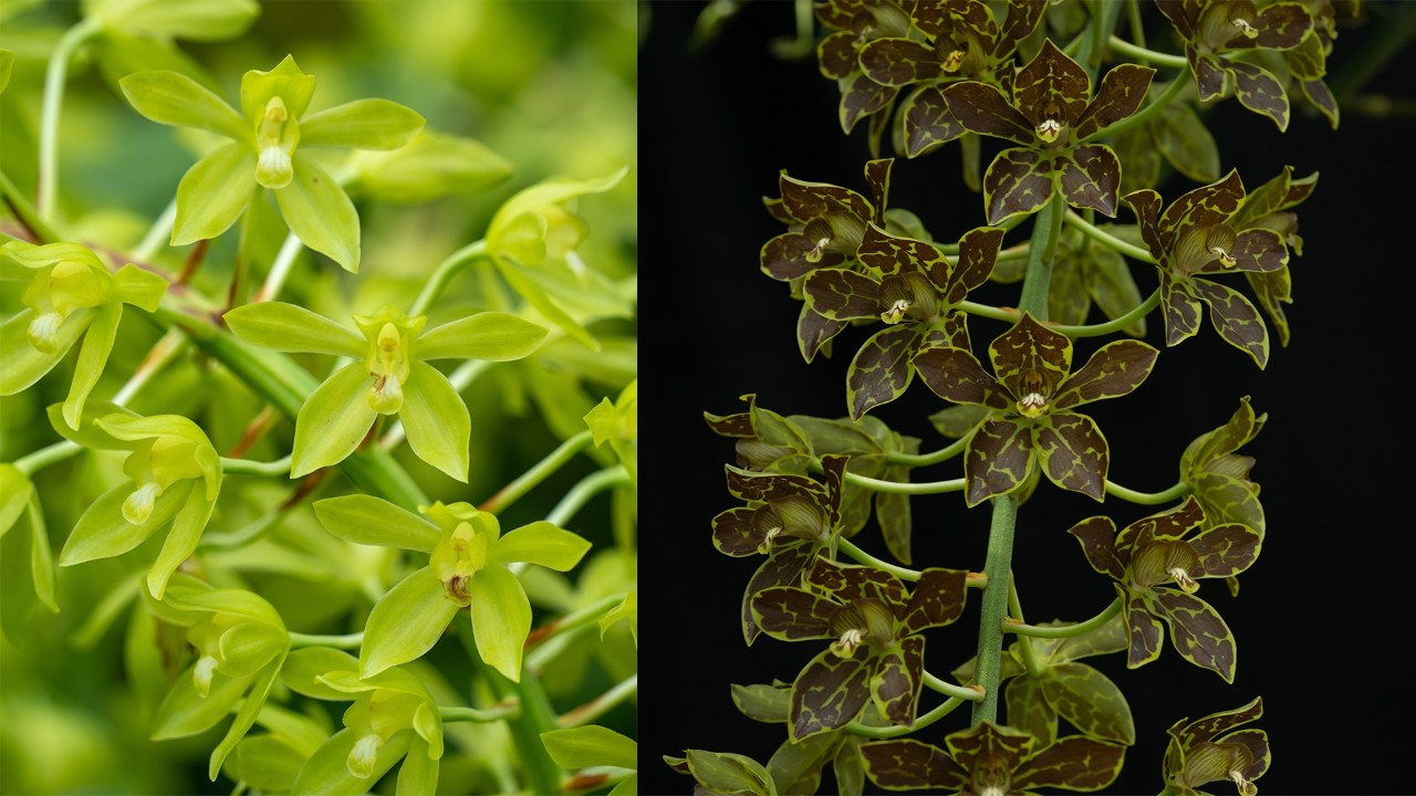 The flower of Grammatophyllum multiflorum var multiflorum exhibits an uncommon chartreuse colour form (L), characterised by the absence of reddish-brown pigmentation observed in Grammatophyllum multiflorum var tigrinum flowers (R).