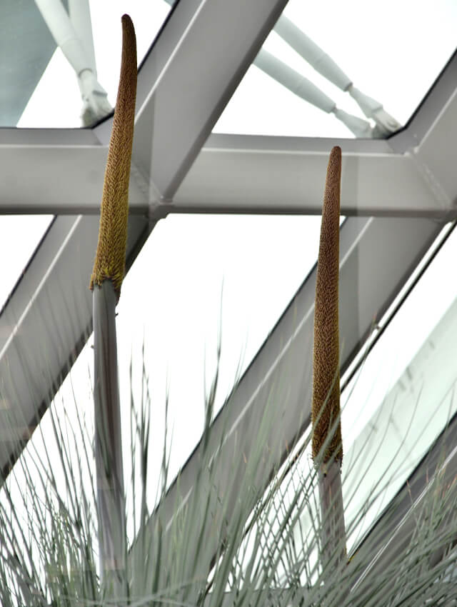 Our grass trees may have been stimulated to produce these long flower spikes by the record temperatures in April and May 2020 which also affected conditions in Flower Dome.