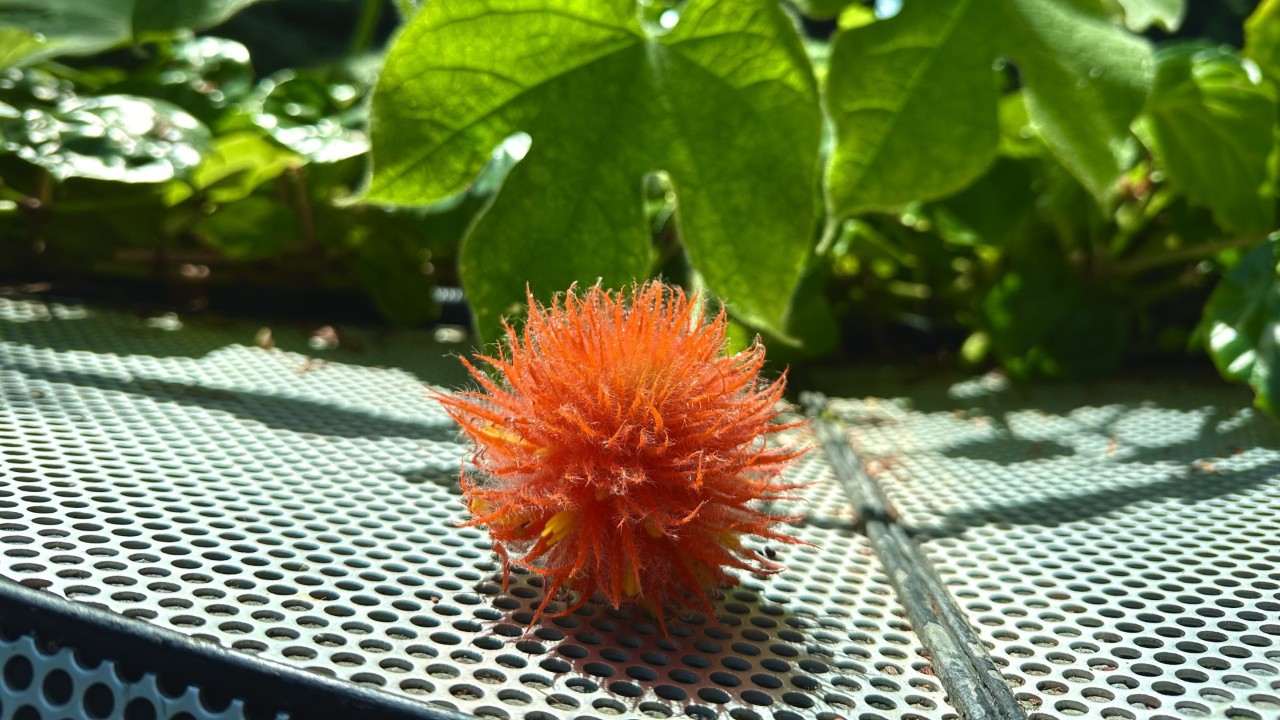 Gurania eriantha