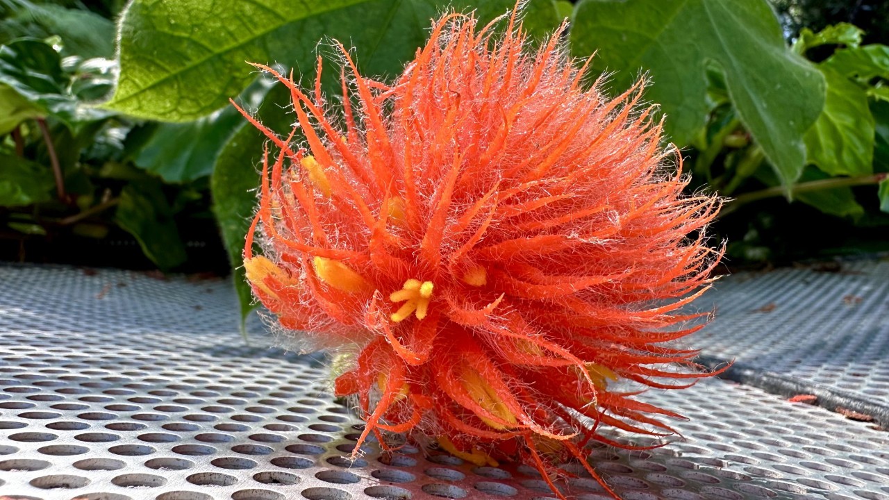 Gurania eriantha